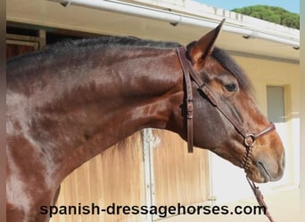 PRE Mix, Stallion, 5 years, 16,1 hh, Brown