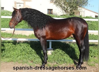 PRE Mix, Stallion, 5 years, 16,1 hh, Brown