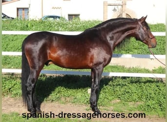 PRE Mix, Stallion, 5 years, 16,1 hh, Brown