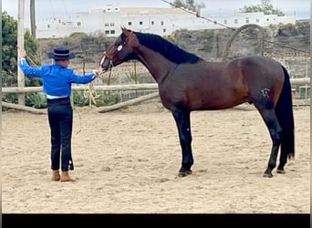 PRE Mix, Stallion, 5 years, 16,1 hh, Brown