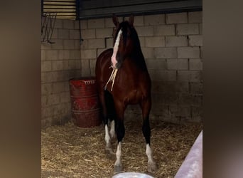 PRE Mix, Stallion, 5 years, 16,1 hh, Brown-Light