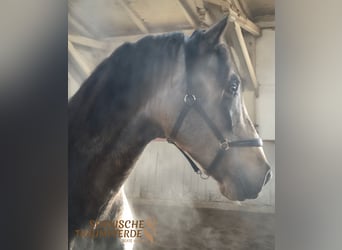 PRE Mix, Stallion, 5 years, 16,1 hh, Dun