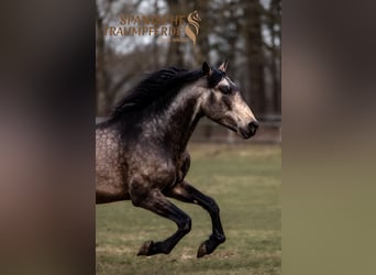 PRE, Stallion, 5 years, 16,1 hh, Dun