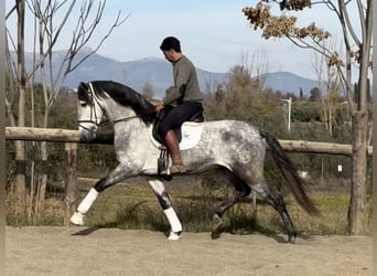 PRE Mix, Stallion, 5 years, 16,1 hh, Grey