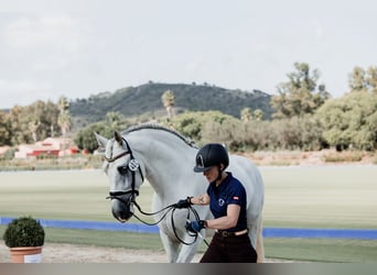 PRE, Stallion, 5 years, 16,1 hh, Grey