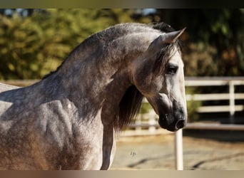 PRE Mix, Stallion, 5 years, 16,1 hh, Grey