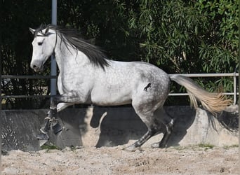 PRE Mix, Stallion, 5 years, 16,1 hh, Grey