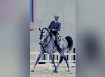 PRE Mix, Stallion, 5 years, 16,1 hh, Grey