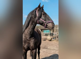 PRE Mix, Stallion, 5 years, 16,2 hh, Black