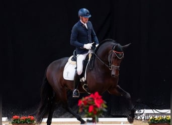 PRE Mix, Stallion, 5 years, 16,2 hh, Brown