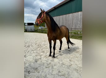 PRE Mix, Stallion, 5 years, 16,2 hh, Dun