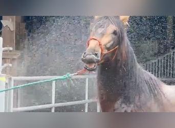 PRE Mix, Stallion, 5 years, 16,2 hh, Dun