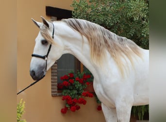 PRE Mix, Stallion, 5 years, 16,2 hh, Gray