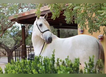 PRE Mix, Stallion, 5 years, 16,2 hh, Gray