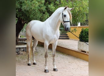 PRE Mix, Stallion, 5 years, 16,2 hh, Gray