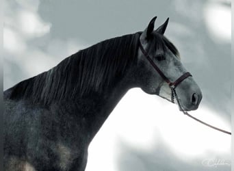 PRE Mix, Stallion, 5 years, 16,2 hh, Gray