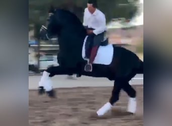 PRE Mix, Stallion, 5 years, 16,2 hh, Grey-Dapple