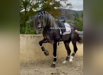 PRE Mix, Stallion, 5 years, 16,2 hh, Grey-Dapple