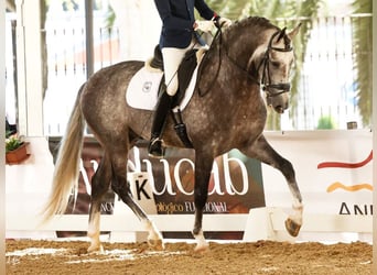 PRE Mix, Stallion, 5 years, 16,2 hh, Grey