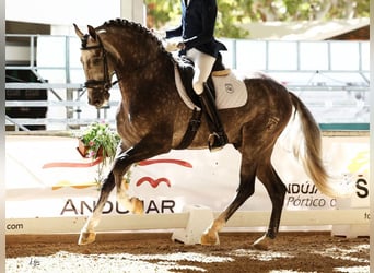 PRE Mix, Stallion, 5 years, 16,2 hh, Grey