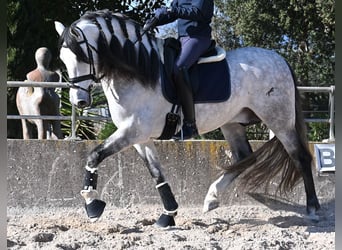 PRE Mix, Stallion, 5 years, 16,2 hh, Grey