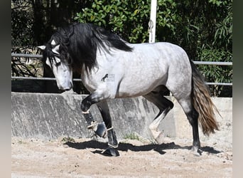 PRE Mix, Stallion, 5 years, 16,2 hh, Grey