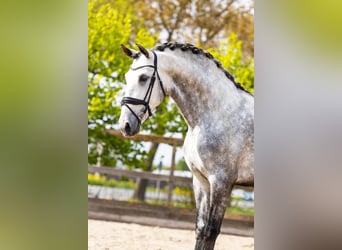 PRE Mix, Stallion, 5 years, 16,3 hh, Gray
