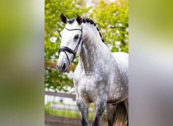 PRE Mix, Stallion, 5 years, 16,3 hh, Gray