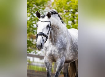 PRE Mix, Stallion, 5 years, 16,3 hh, Gray