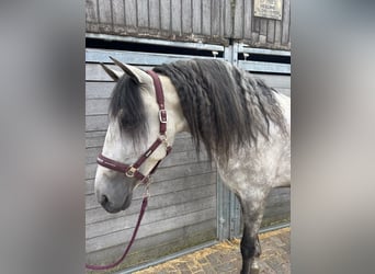 PRE, Stallion, 5 years, 16,3 hh, Grey