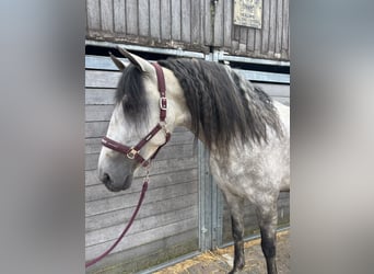 PRE, Stallion, 5 years, 16,3 hh, Grey