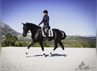PRE Mix, Stallion, 5 years, 17.1 hh, Bay-Dark