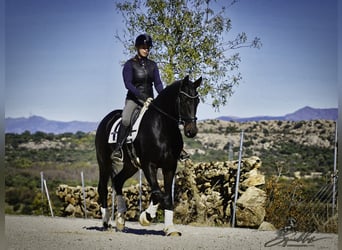 PRE Mix, Stallion, 5 years, 17.1 hh, Bay-Dark