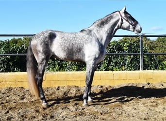 PRE, Stallion, 5 years, 17,1 hh, Gray