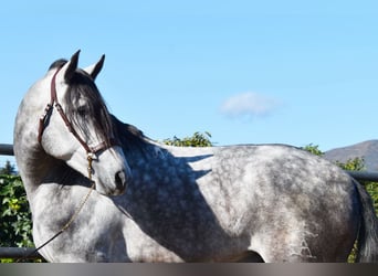 PRE, Stallion, 5 years, 17,1 hh, Gray