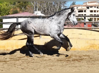 PRE, Stallion, 5 years, 17,1 hh, Gray