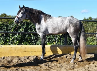 PRE, Stallion, 5 years, 17,1 hh, Gray