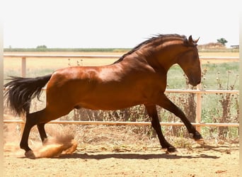 PRE Mix, Stallion, 5 years, 17.2 hh, Brown