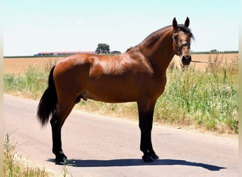 PRE Mix, Stallion, 5 years, 17.2 hh, Brown