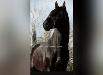 PRE Mix, Stallion, 5 years, 17 hh, Black