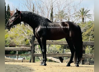 PRE Mix, Stallion, 5 years, 17 hh, Black