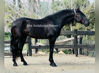 PRE Mix, Stallion, 5 years, 17 hh, Black