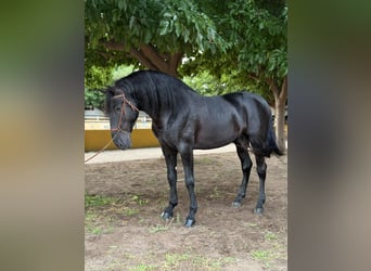 PRE, Stallion, 5 years, 17 hh, Black