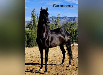PRE, Stallion, 5 years, 17 hh, Black