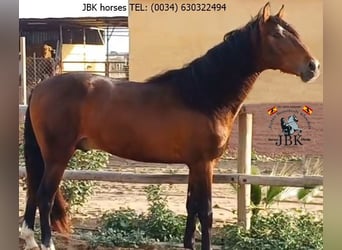 PRE, Stallion, 5 years, 17 hh, Brown