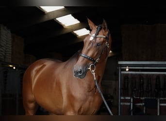 PRE, Stallion, 5 years, 17 hh, Brown-Light