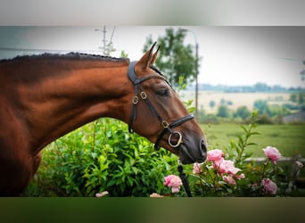 PRE, Hengst, 5 Jahre, 17 hh, Hellbrauner