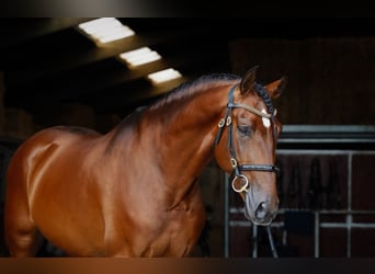 PRE, Stallion, 5 years, 17 hh, Brown-Light