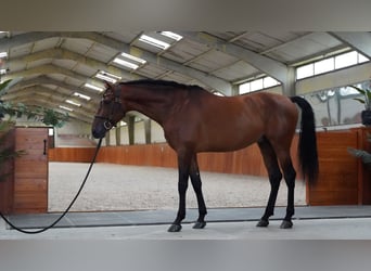 PRE, Stallion, 5 years, 17 hh, Brown-Light