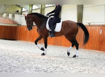 PRE, Stallion, 5 years, 17 hh, Brown-Light